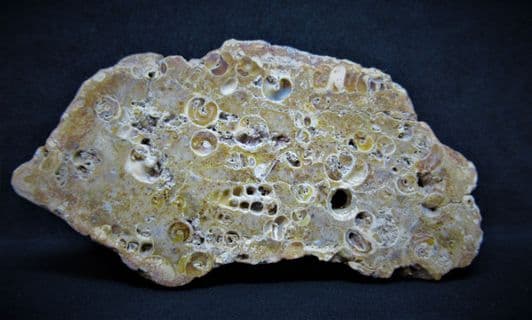 Polished bed of Tympnotus gastropods