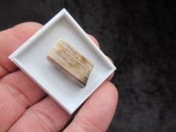 Polished Fossil wood