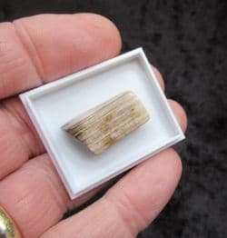 Polished Fossil wood