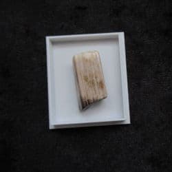 Polished Fossil wood