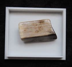 Polished Fossil wood