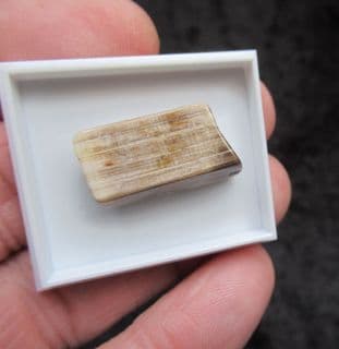 Polished Fossil wood