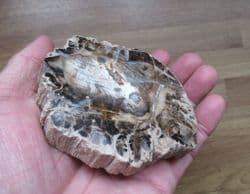 Polished Fossil wood beautiful