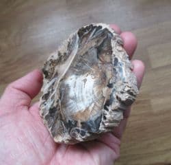 Polished Fossil wood beautiful