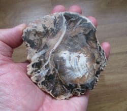 Polished Fossil wood beautiful