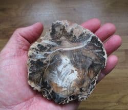 Polished Fossil wood beautiful