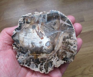 Polished Fossil wood beautiful