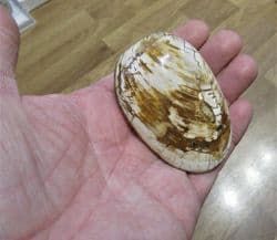 Polished Gressyla