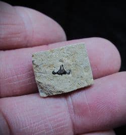 Polyacrodus parvidens Hastings Cretaceous Shark tooth