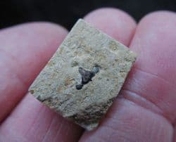 Polyacrodus parvidens Hastings Cretaceous Shark tooth