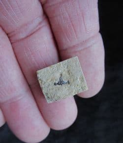 Polyacrodus parvidens Hastings Cretaceous Shark tooth