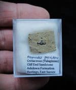 Polyacrodus parvidens Hastings Cretaceous Shark tooth