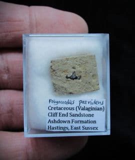 Polyacrodus parvidens Hastings Cretaceous Shark tooth