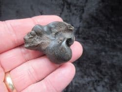 Pomatodelphis inaequalis  Porpoise ear bone!