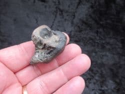 Pomatodelphis inaequalis  Porpoise ear bone!