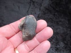 Pomatodelphis inaequalis  Porpoise ear bone!