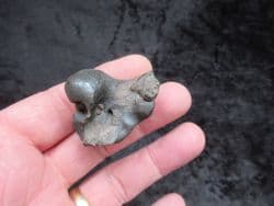 Pomatodelphis inaequalis  Porpoise ear bone!