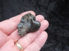 Pomatodelphis inaequalis  Porpoise ear bone!
