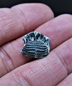 Porcupine fish palate plate
