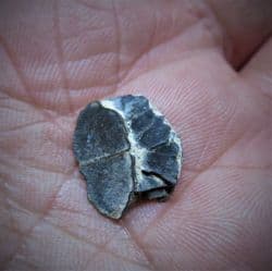 Porcupine fish palate plate