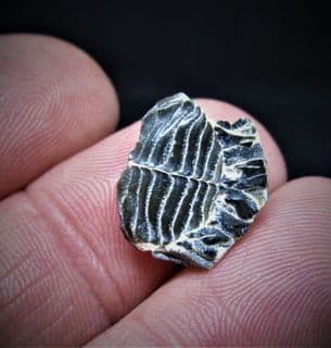 Porcupine fish palate plate
