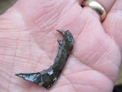 Procyon lotor Stunning Racoon jaw!
