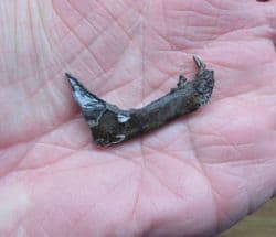Procyon lotor Stunning Racoon jaw!