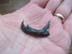 Procyon lotor Stunning Racoon jaw!