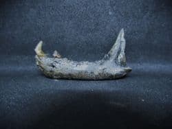 Procyon lotor Stunning Racoon jaw!