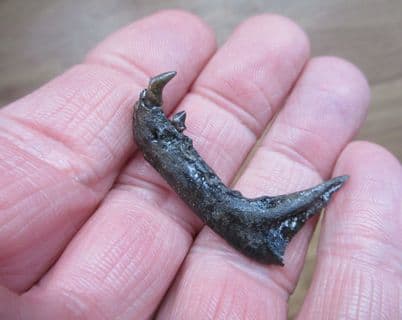 Procyon lotor Stunning Racoon jaw!