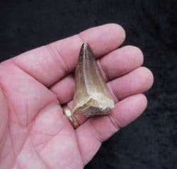 Prognathodon Mosasaur tooth!