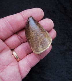 Prognathodon Mosasaur tooth!