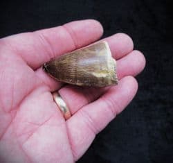 Prognathodon Mosasaur tooth!