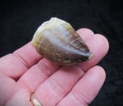 Prognathodon Mosasaur tooth!