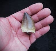 Prognathodon Mosasaur tooth!
