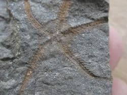Protaster  brittlestar