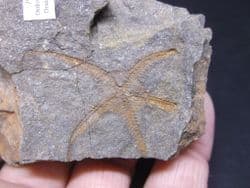 Protaster  brittlestar