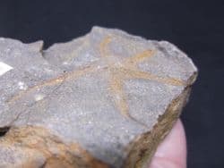 Protaster  brittlestar