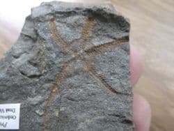 Protaster  brittlestar
