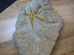 Protaster  species