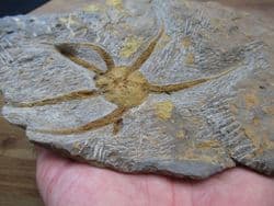 Protaster  species