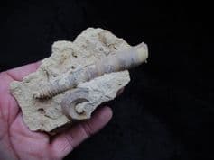 Proteoceras straight shelled Nautiloid and sea snail
