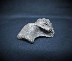 Pseudemys vertebra section