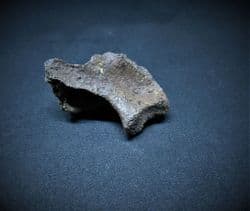 Pseudemys vertebra section
