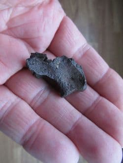 Pseudemys vertebra section