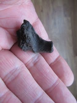 Pseudemys vertebra section