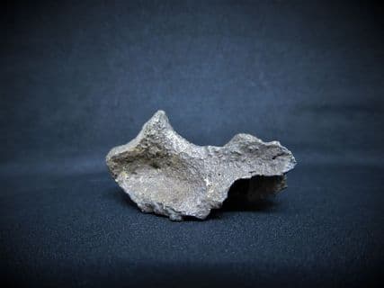 Pseudemys vertebra section