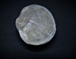 Pseudoatrypa devoniana from Iowa