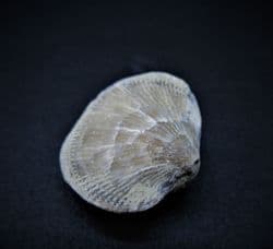 Pseudoatrypa devoniana from Iowa
