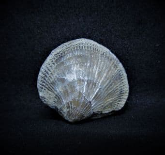 Pseudoatrypa devoniana from Iowa
